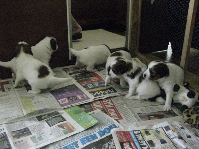 Puppies
